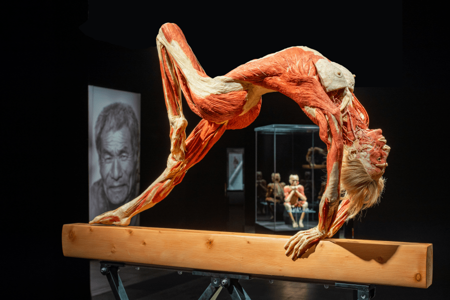 Body Worlds - Worksheet