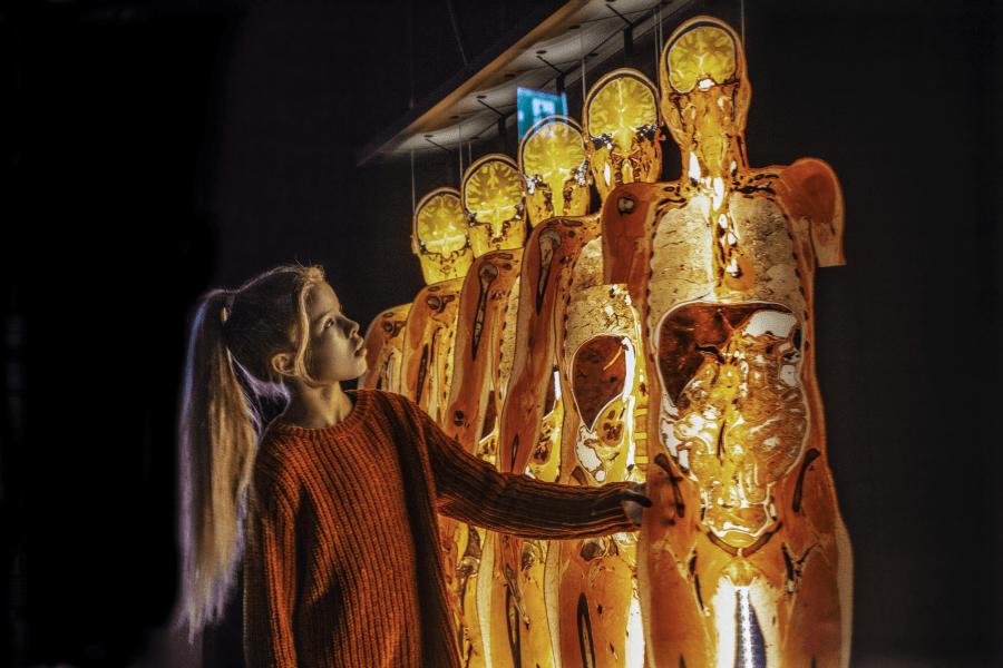 Body Worlds - Dedicated Areas