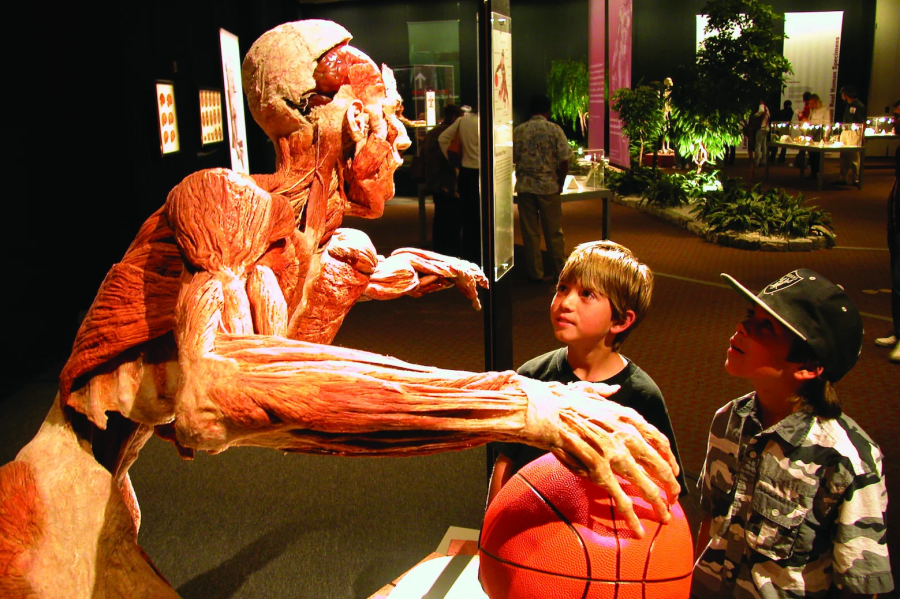 Body Worlds - Dr Junior Quiz