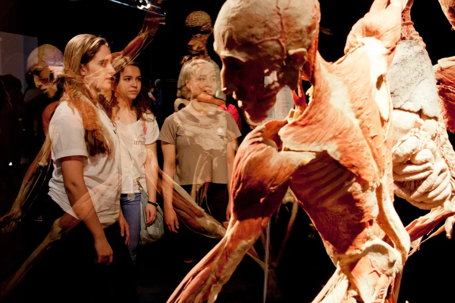 Body Worlds - School Visits
