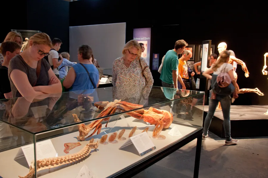 Body Worlds - large groups